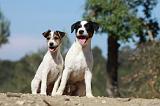 PARSON RUSSEL TERRIER 042